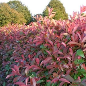 Červienka Fraserova (Photinia × fraseri) ´CARRÉ ROUGE´ - výška 60-80cm, kont. C5L